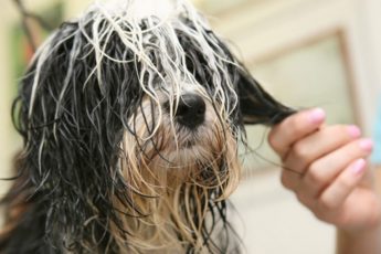 Hvor ofte bør man børste hunden?