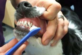 Skal man pusse tenner til hunder?