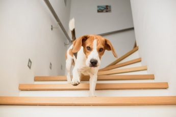 Hvor lenge skal valper unngå trapper?