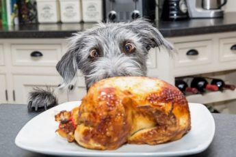 Er kylling farlig for hunder?