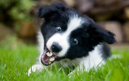 Border Collie